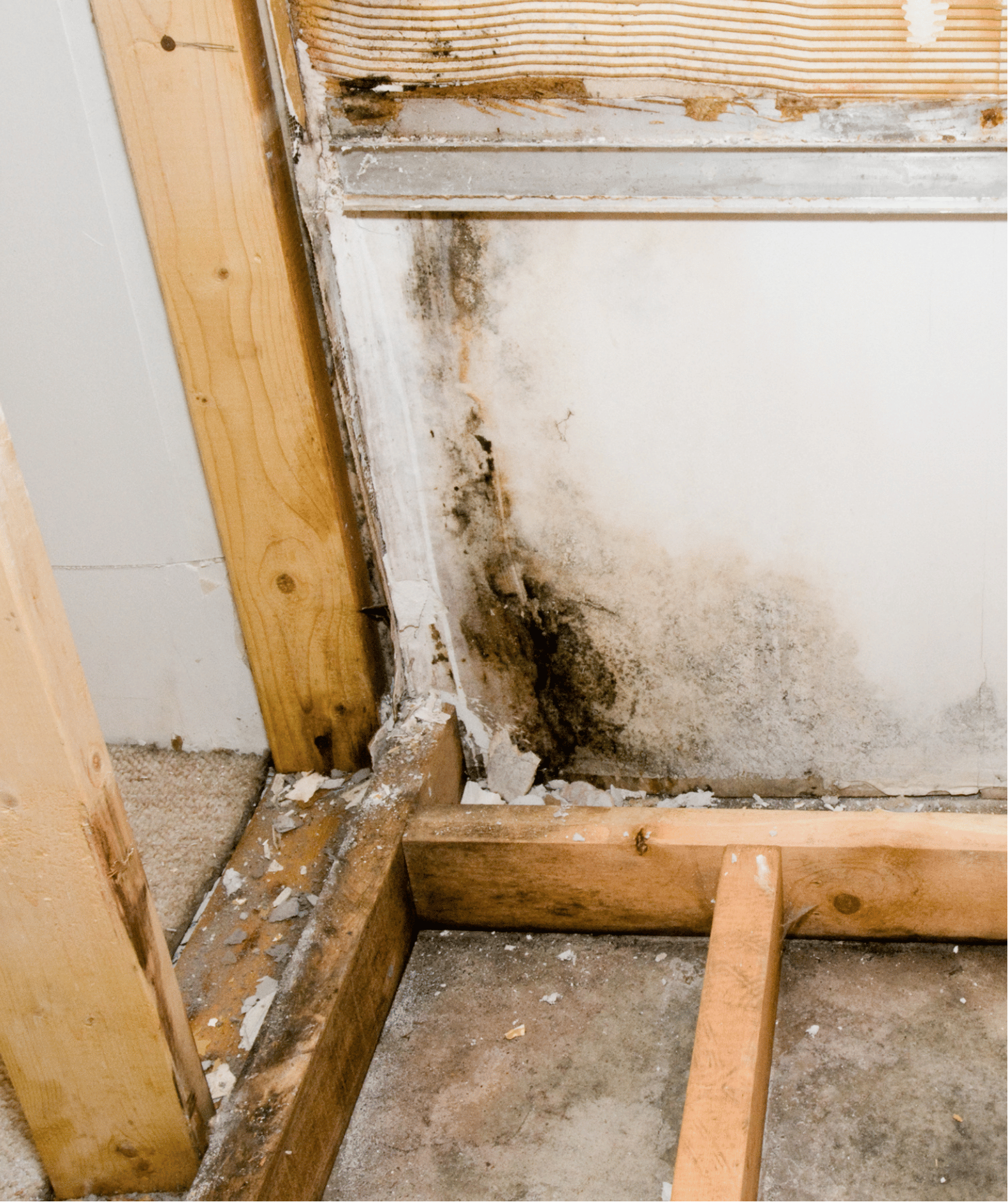 Mold growing inside of home due to water damage.