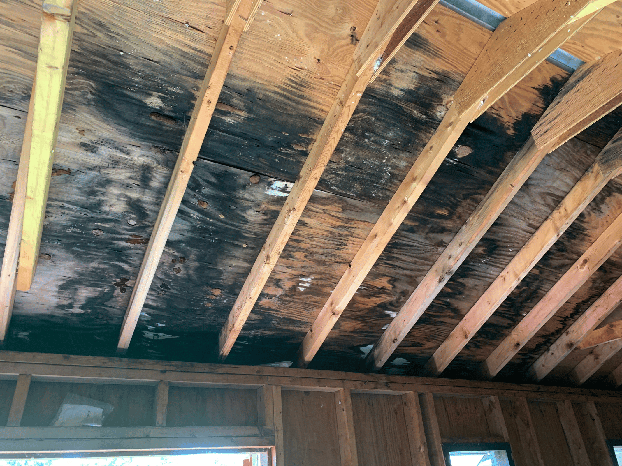 Mold growing on plywood used in new construction home.