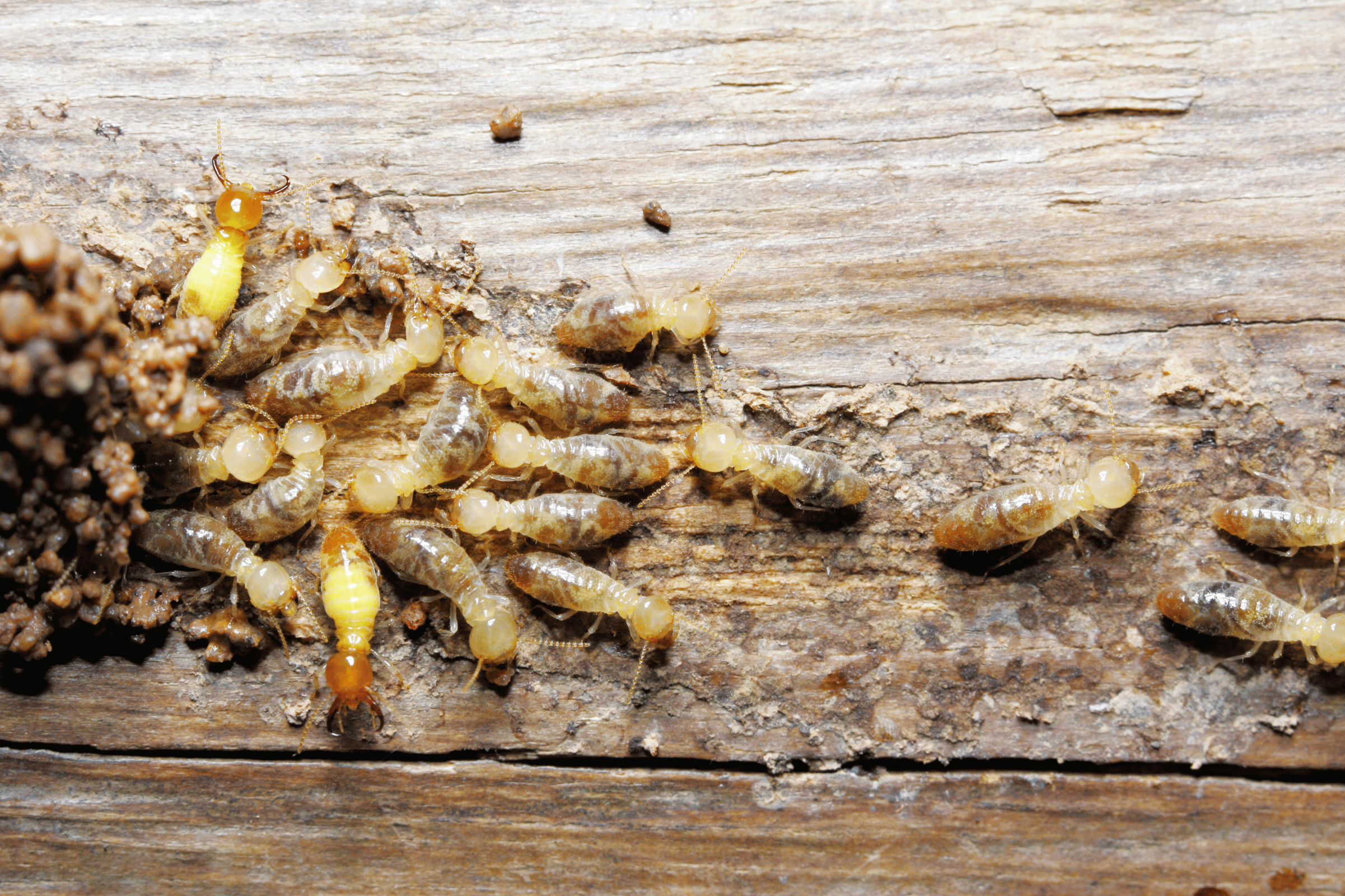 Termites feeding on wood inside house.