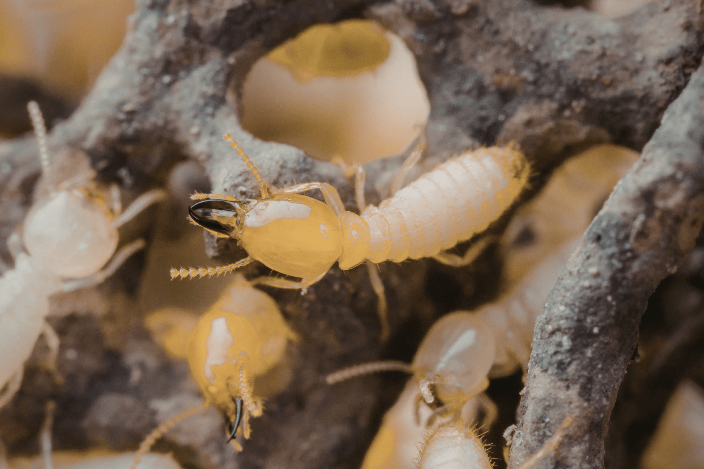 Close up of active termites.